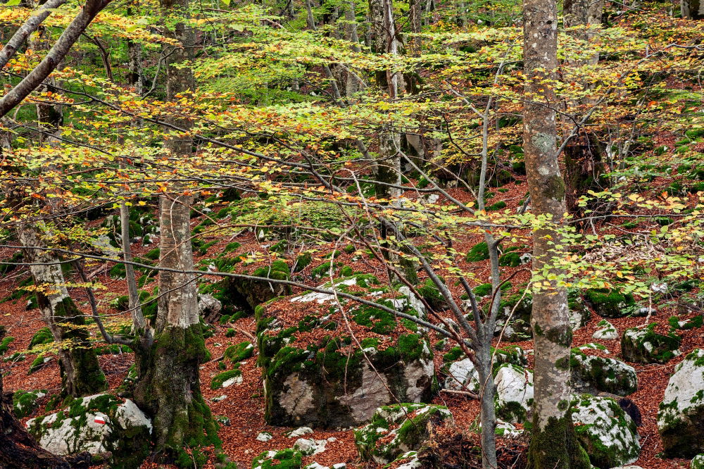 Similar – hedgehog hole Nature