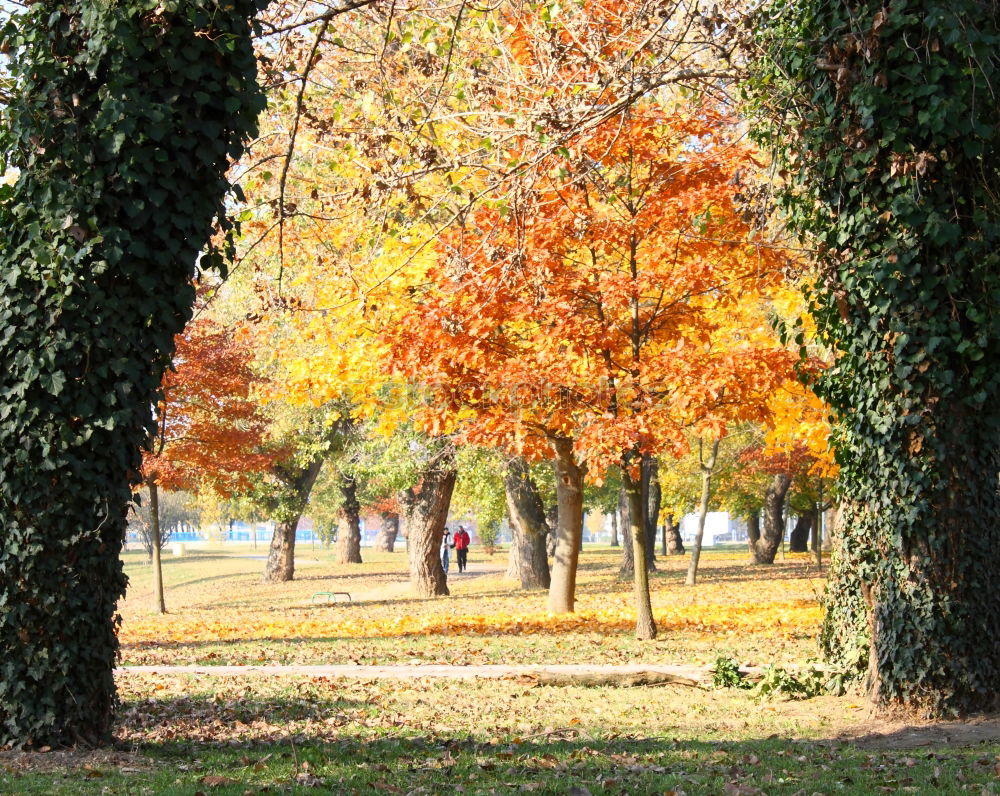 Similar – It’s A Beautiful Day Tree