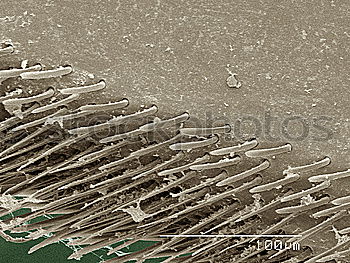 Similar – Image, Stock Photo Volvoxalga magnified approx. 100x in transmitted light