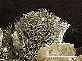 Similar – Image, Stock Photo Underwater picture of mosquito larvae in different stages of development. To make it more interesting the picture was turned upside down.