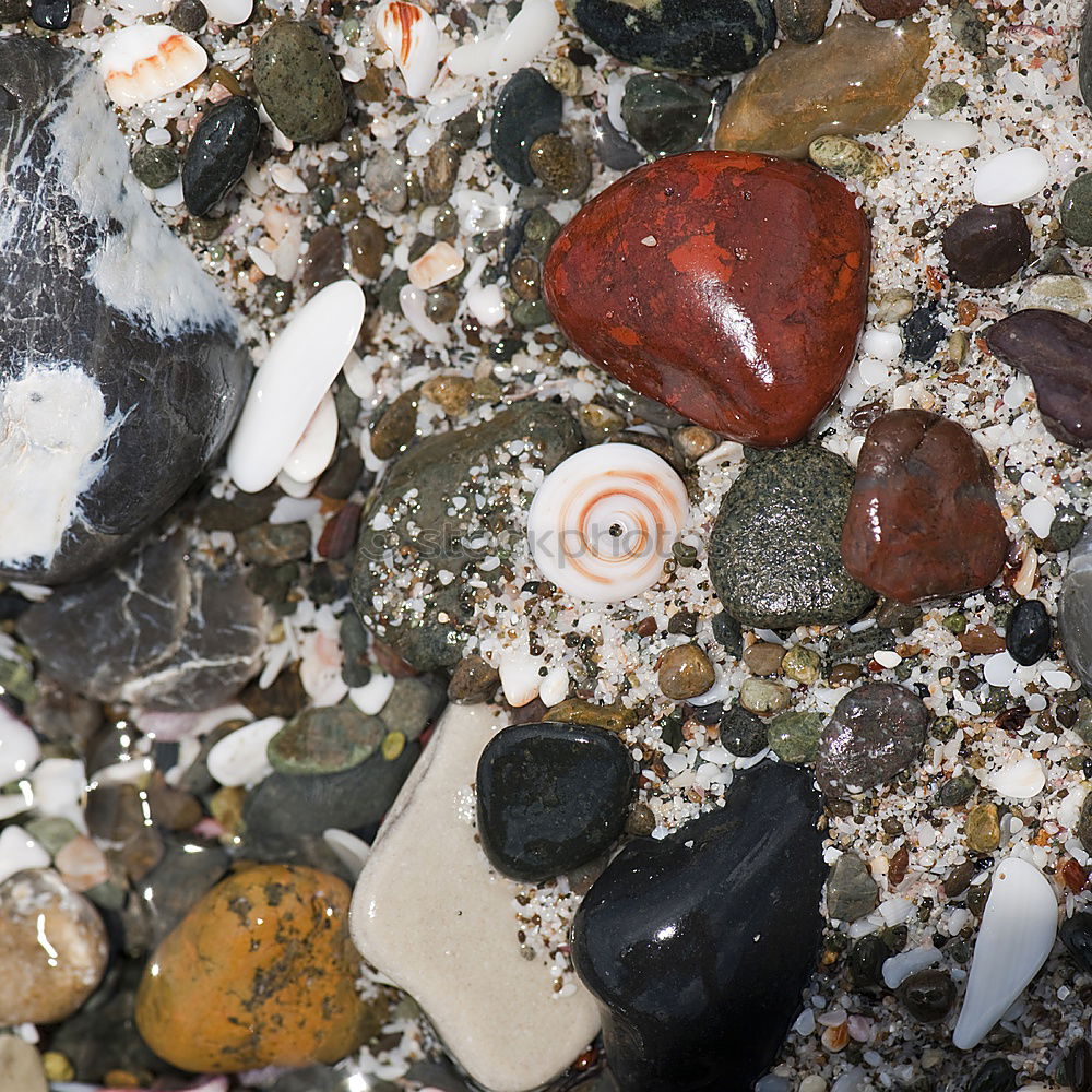 Similar – Foto Bild Muscheln im Glas. Natur