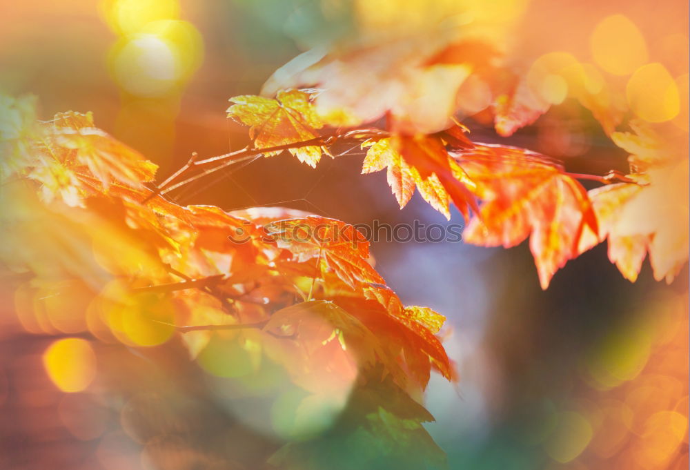 Similar – autumnal Leaf Autumn Red