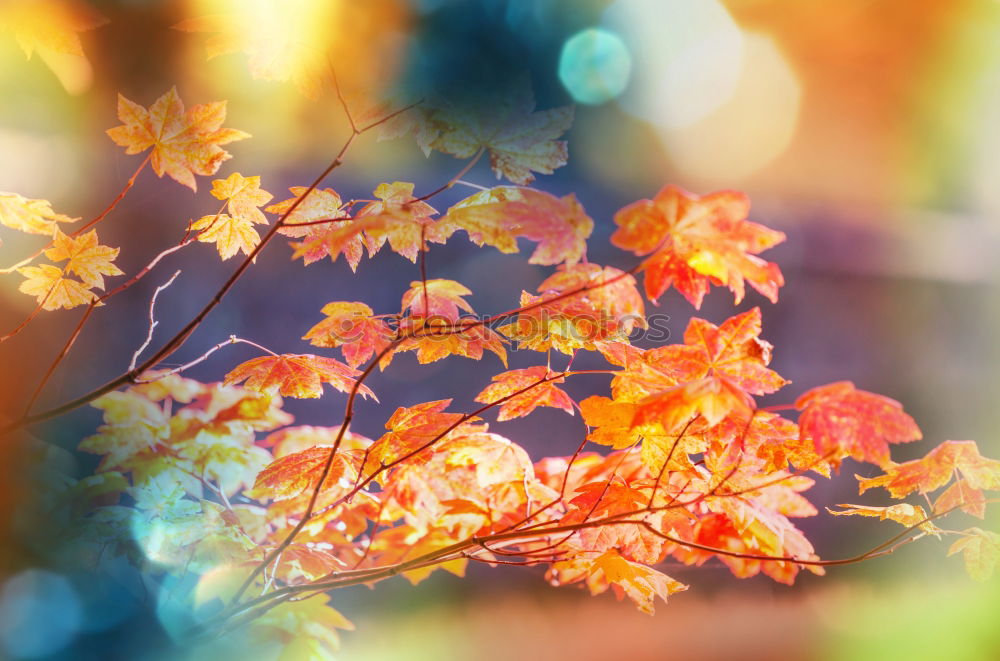 Similar – Image, Stock Photo Autumn Nature Sky Leaf