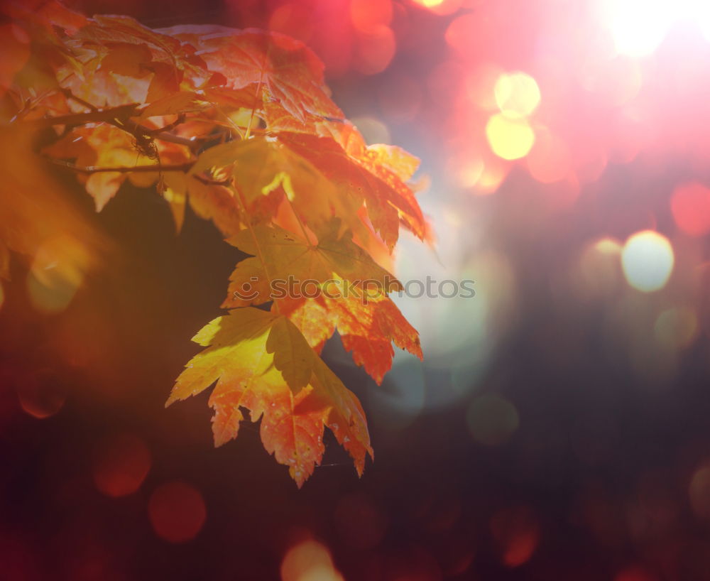 Similar – autumnrain I Autumn Leaf