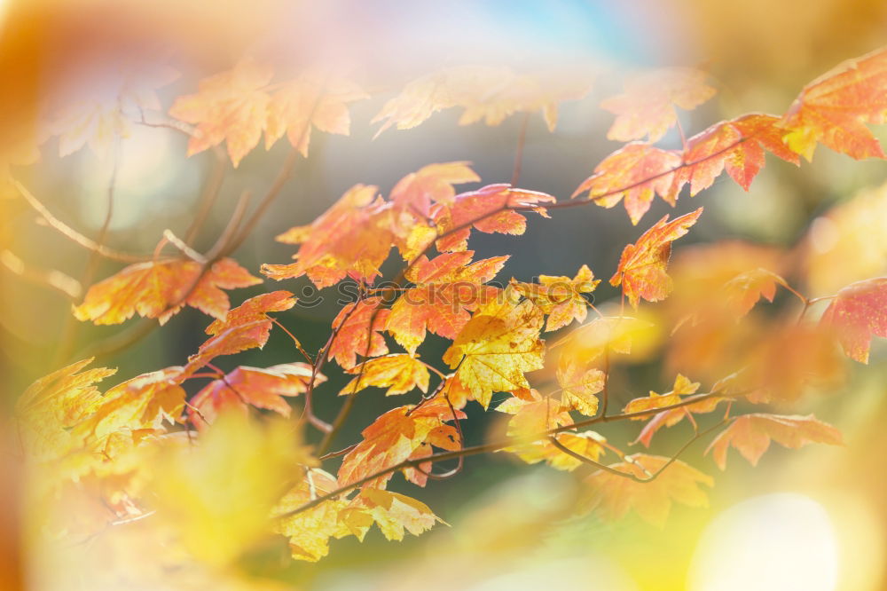 Similar – Autumn background with flying tree leaves