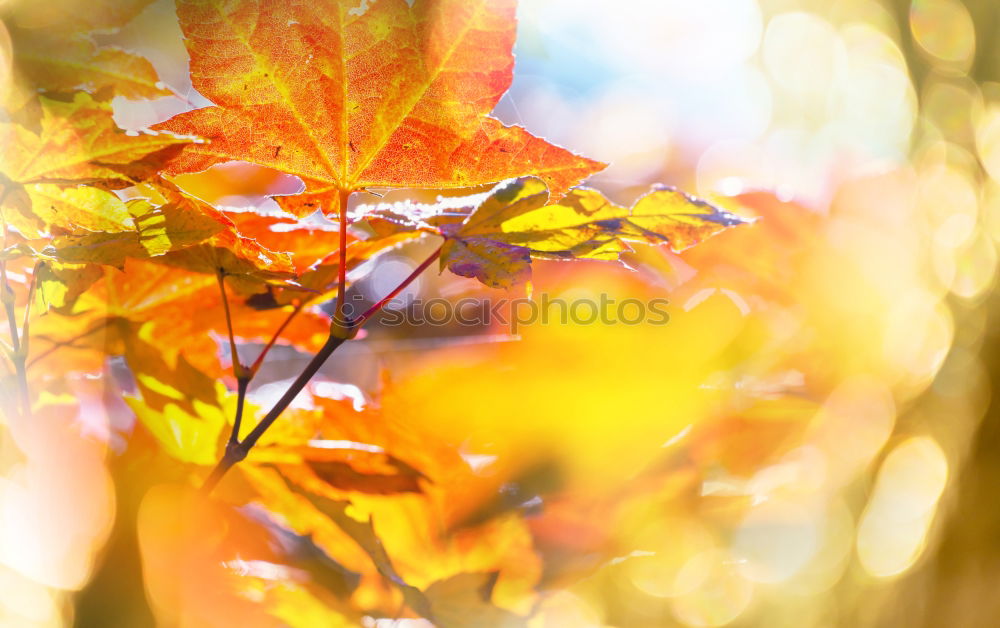 Similar – sycamore maple in autumn