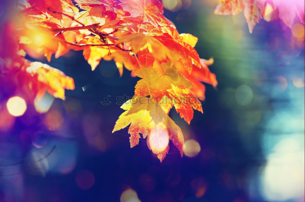 Similar – Image, Stock Photo Autumn Nature Sky Leaf