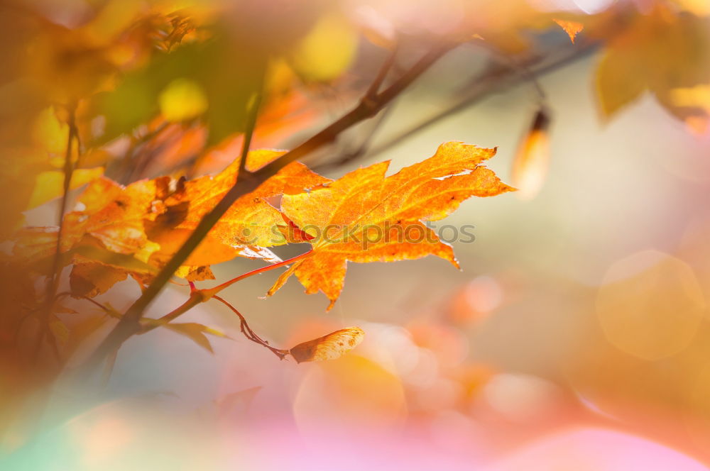 Similar – an apple hangs on apple tree branch