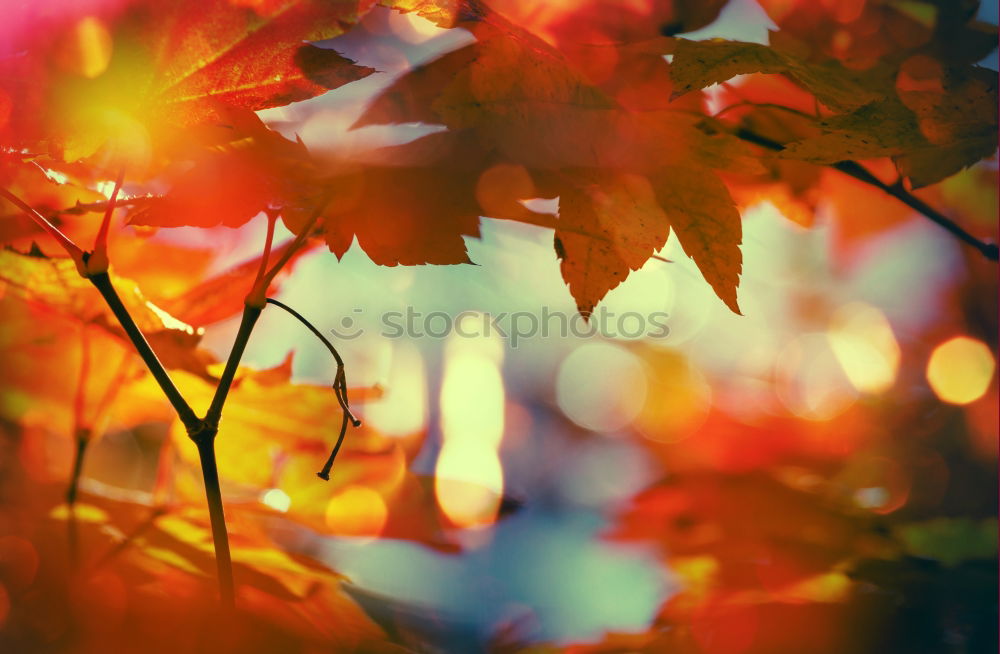 Similar – birch autumn Nature Autumn