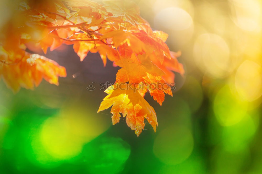 Similar – yellowed Nature Autumn