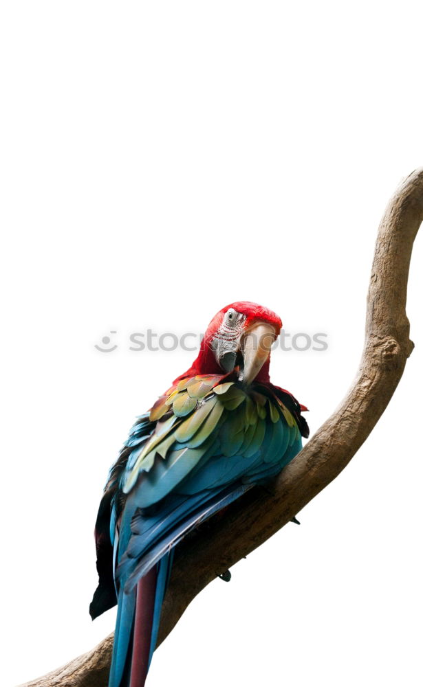 Similar – Image, Stock Photo weird bird Zoo Animal Sky