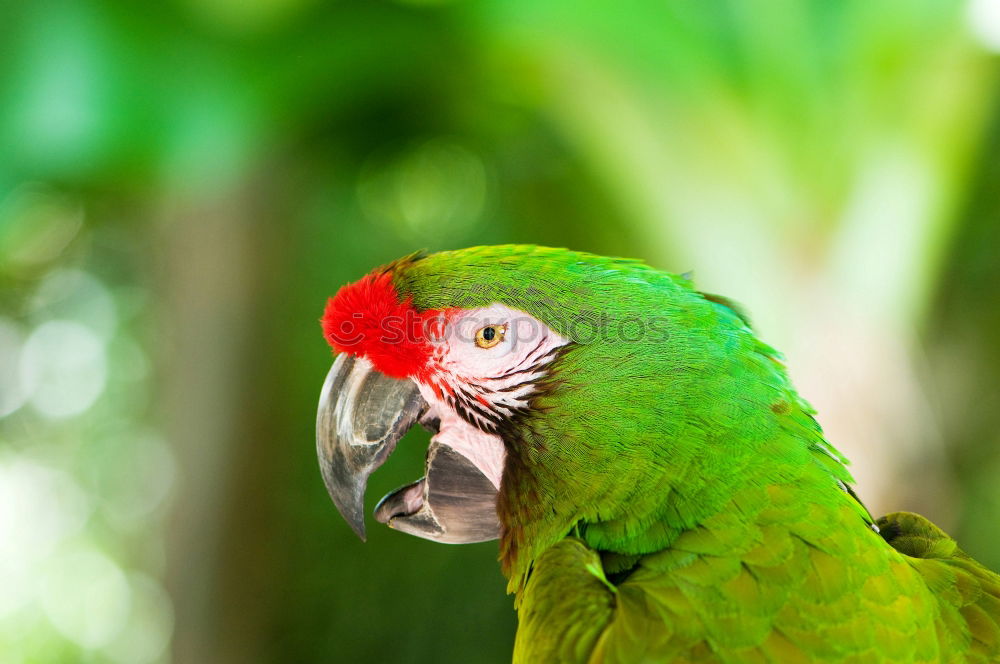 Similar – Image, Stock Photo Amazon Parrot Elegant