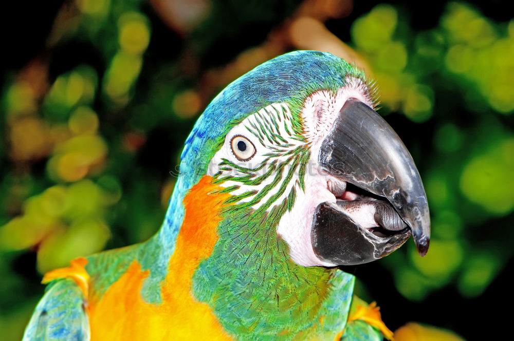 Similar – The nose of a man … Bird