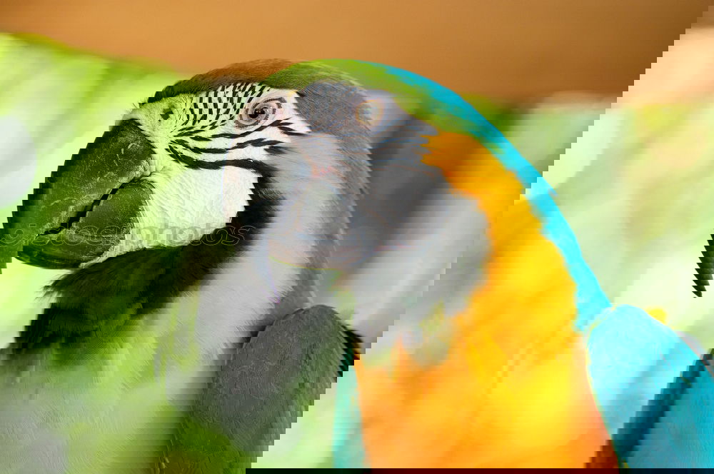Similar – Image, Stock Photo Frida Forever Bird Parrots