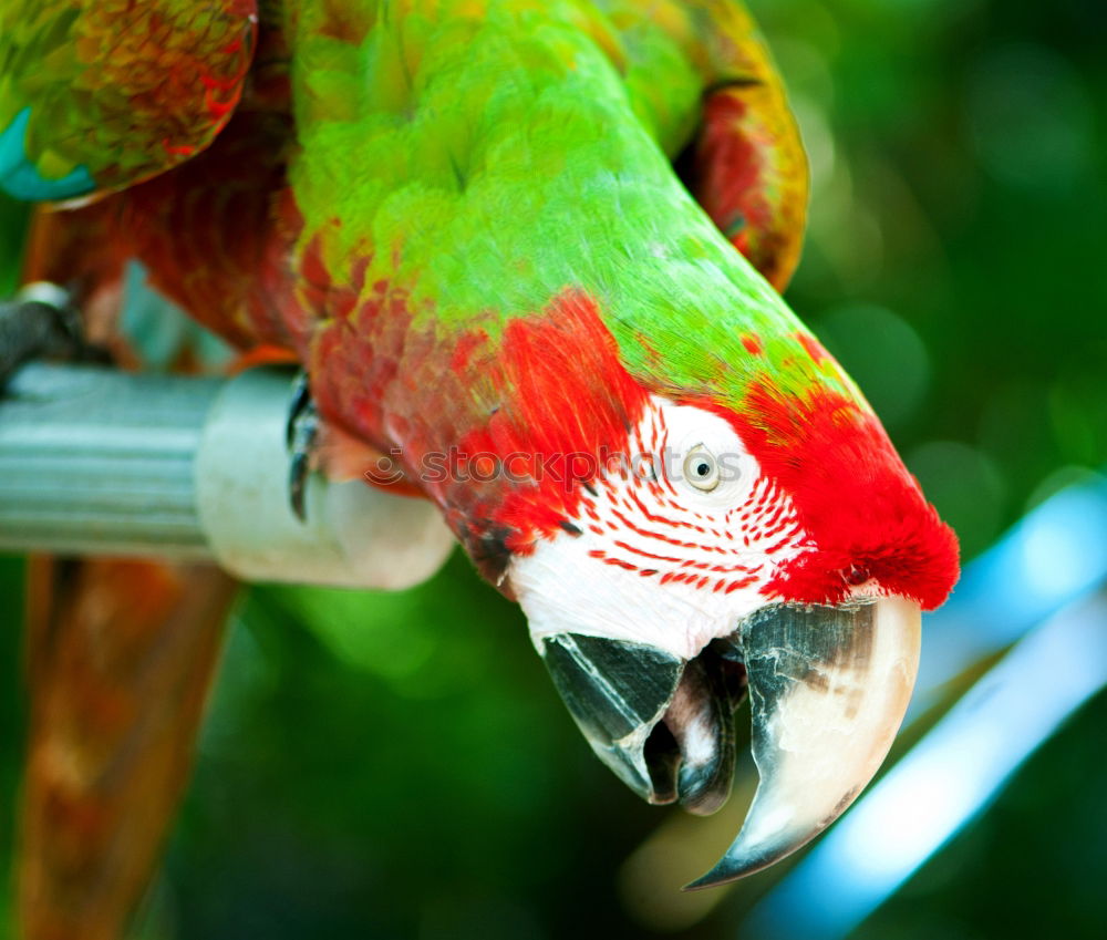 Similar – papagalli Parrots Bird