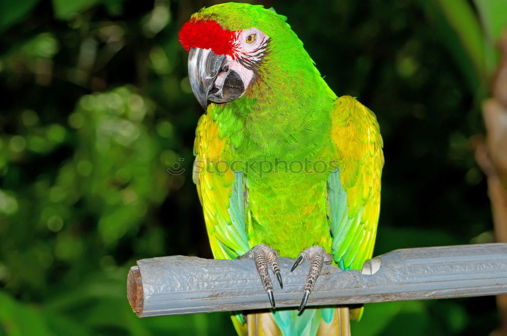 Similar – papagalli Parrots Bird