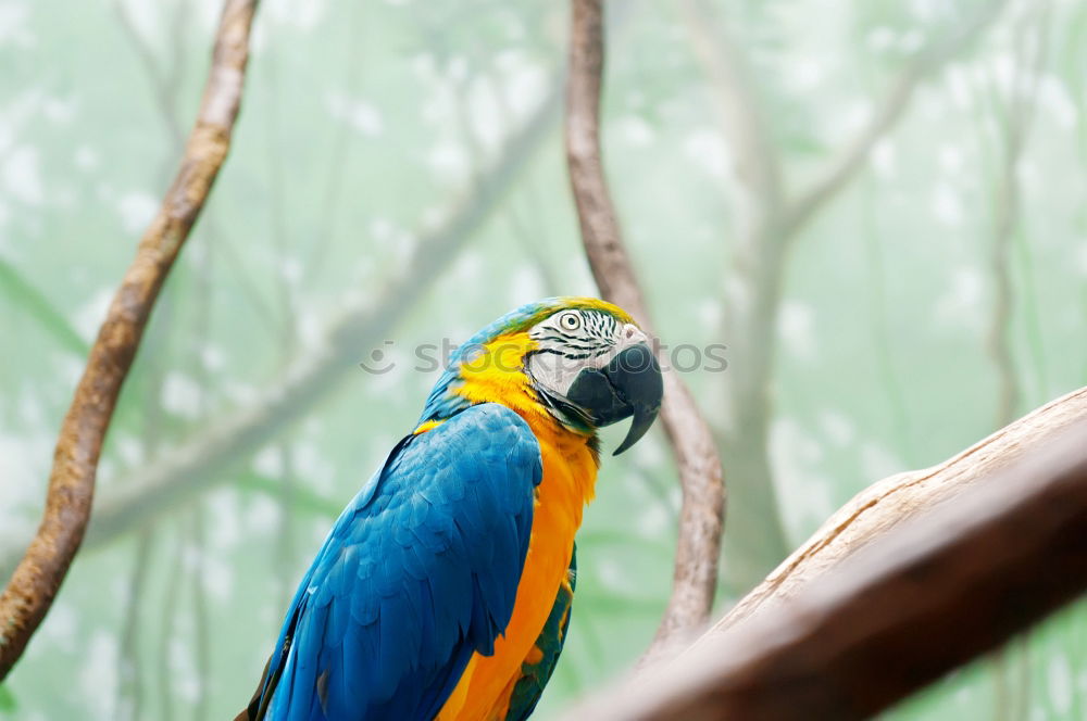 Similar – Colourful bird Animal Bird