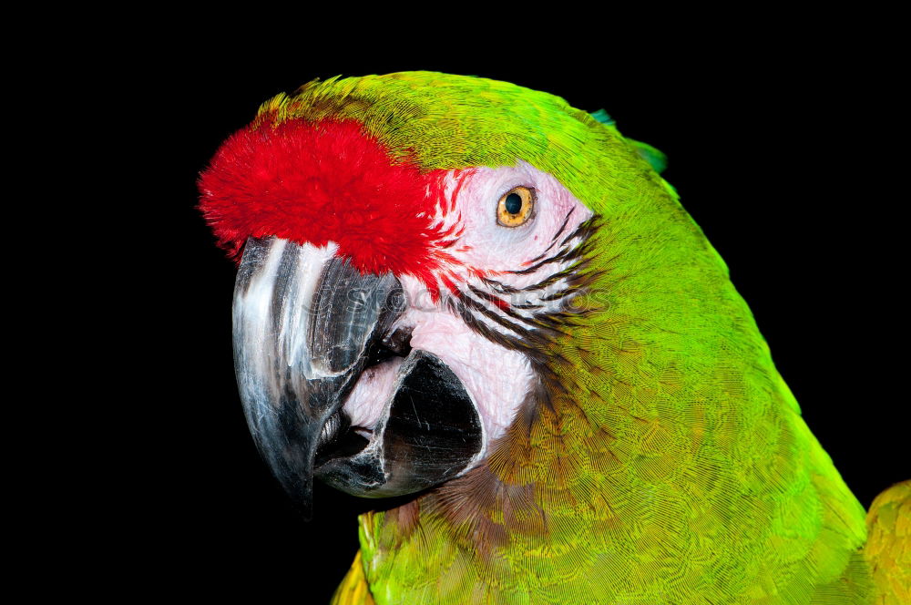 Similar – Image, Stock Photo my bird Close-up Animal