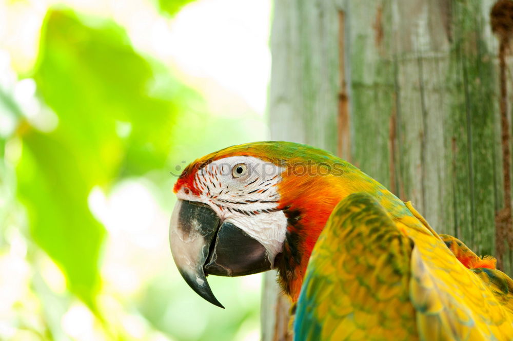 Similar – Image, Stock Photo Scarlett Macaw parrot in Honduras