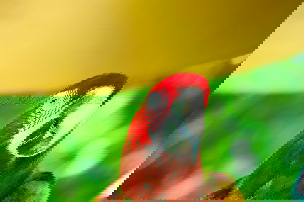 Similar – Image, Stock Photo Frida Forever Bird Parrots