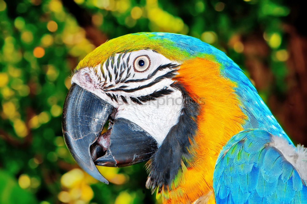 Similar – papagalli Parrots Bird