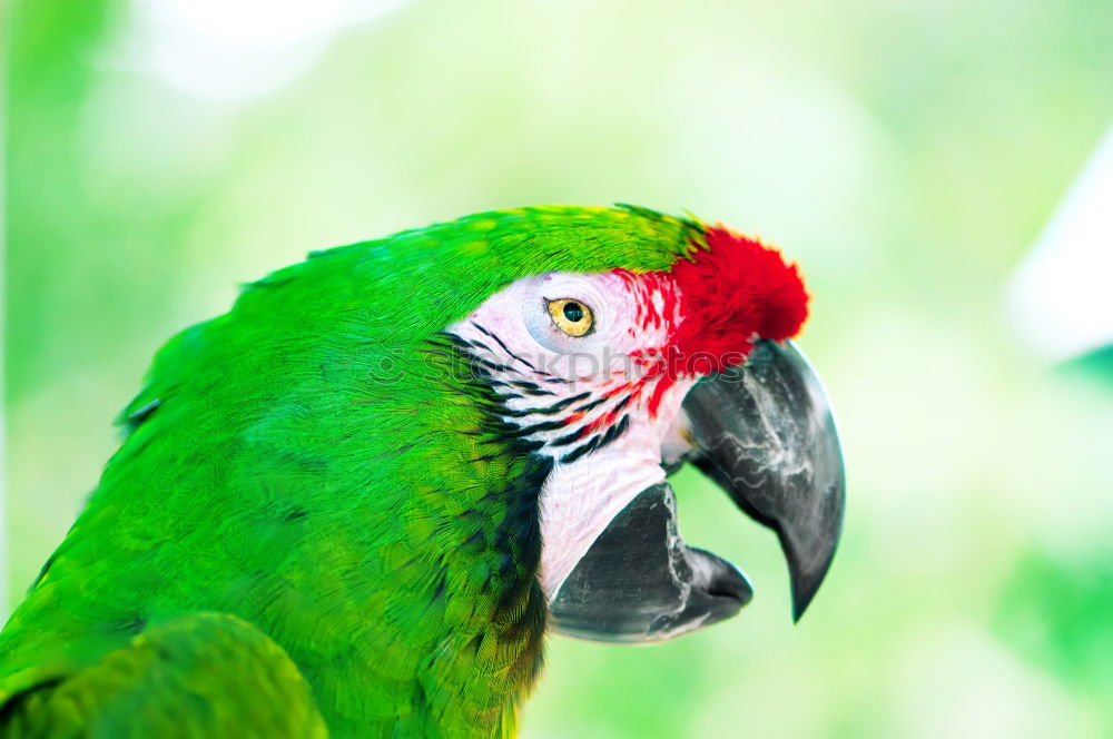 Similar – Image, Stock Photo Amazon Parrot Elegant