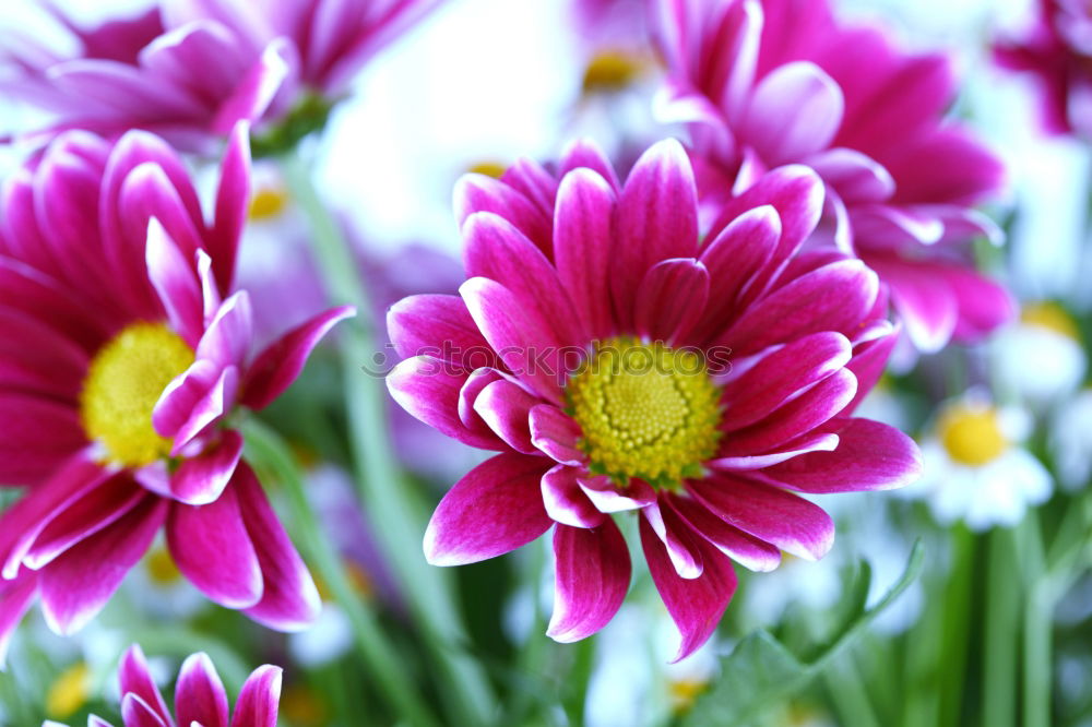 Similar – sea of blossoms Plant