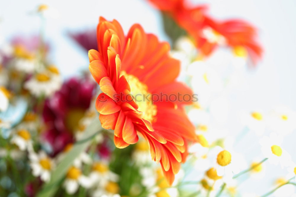 Similar – Image, Stock Photo Erysimum cheiri Flower