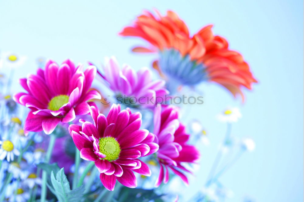 sea of blossoms Plant