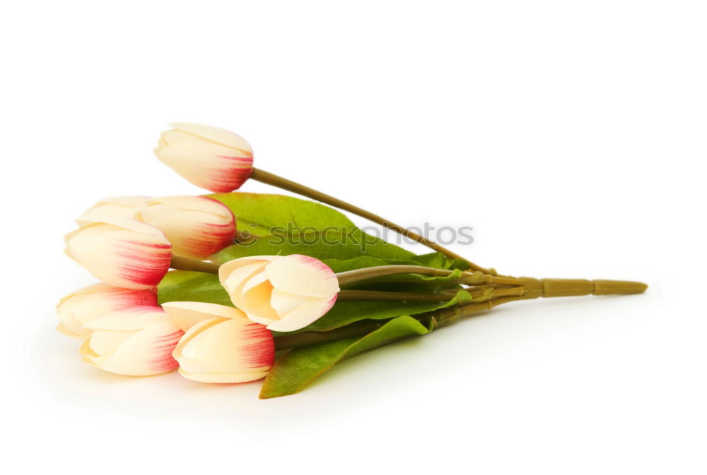 Similar – Image, Stock Photo love of flowers Plant