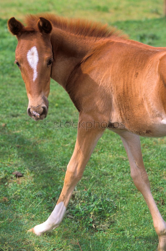 Similar – Przewalski’s foal Spring