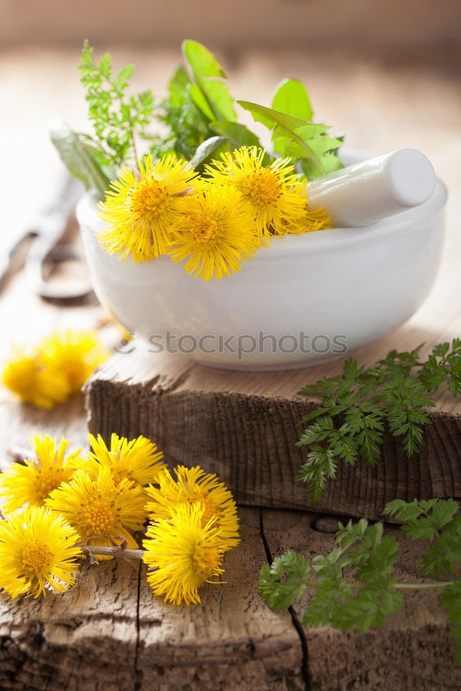 Similar – Image, Stock Photo Onopordum and herbalism.Thistle