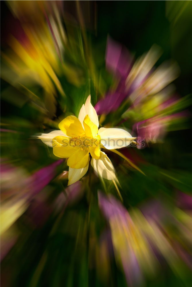 Similar – Früüüüühling Gänseblümchen