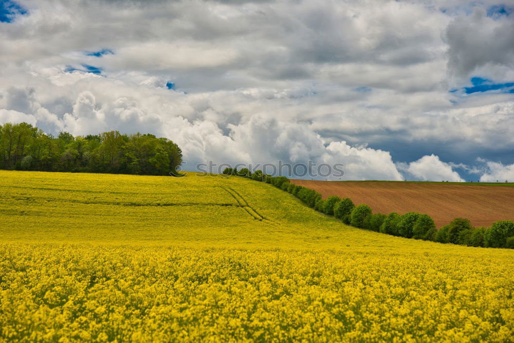 Similar – Image, Stock Photo rapsfeld Canola Plant