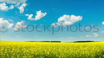 Similar – rapeseed Field Blossom