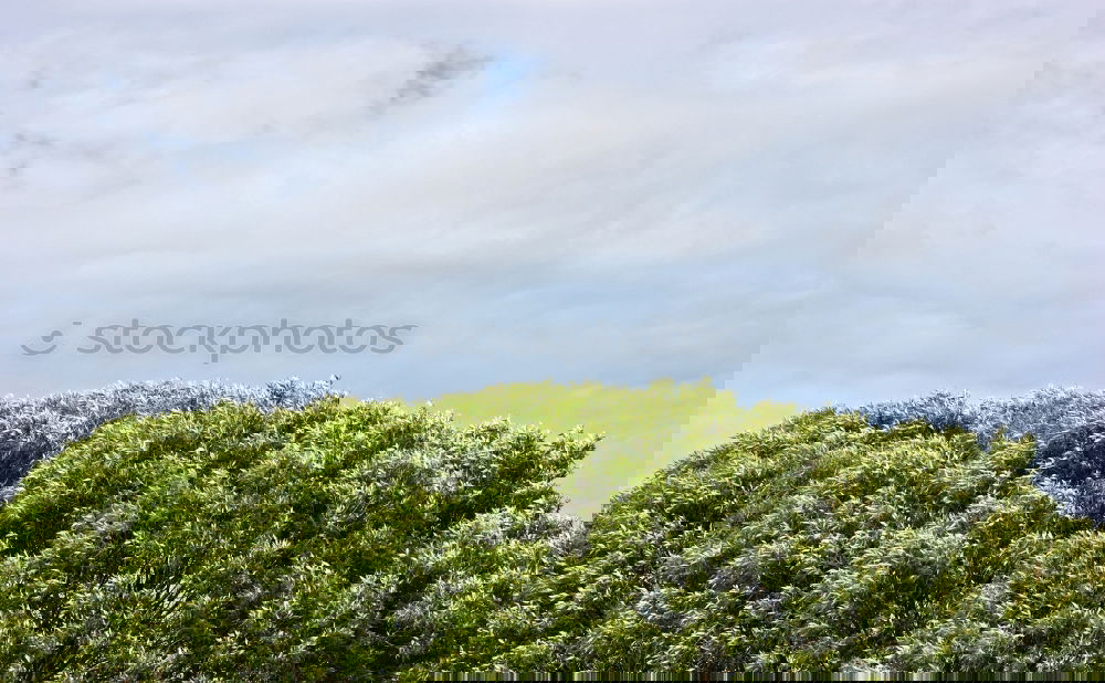 Similar – Image, Stock Photo bawler Environment Nature