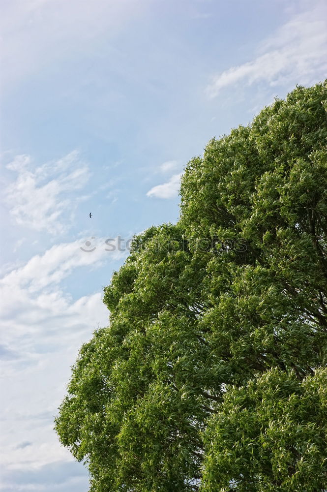 Similar – Bäume Baum grün Sommer