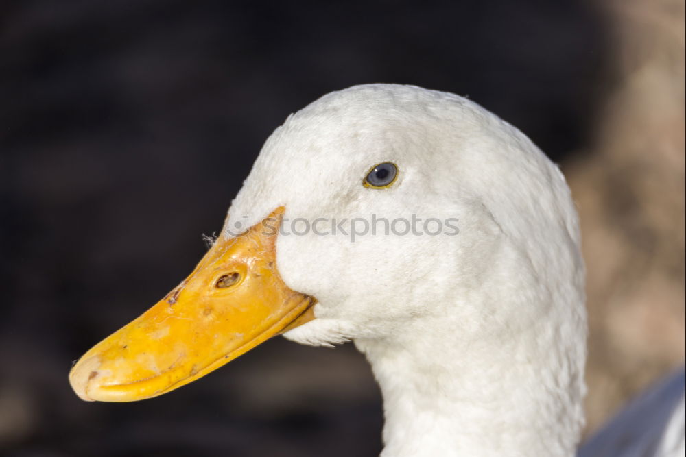 Similar – Foto Bild Schwan Futter Korn Herbst