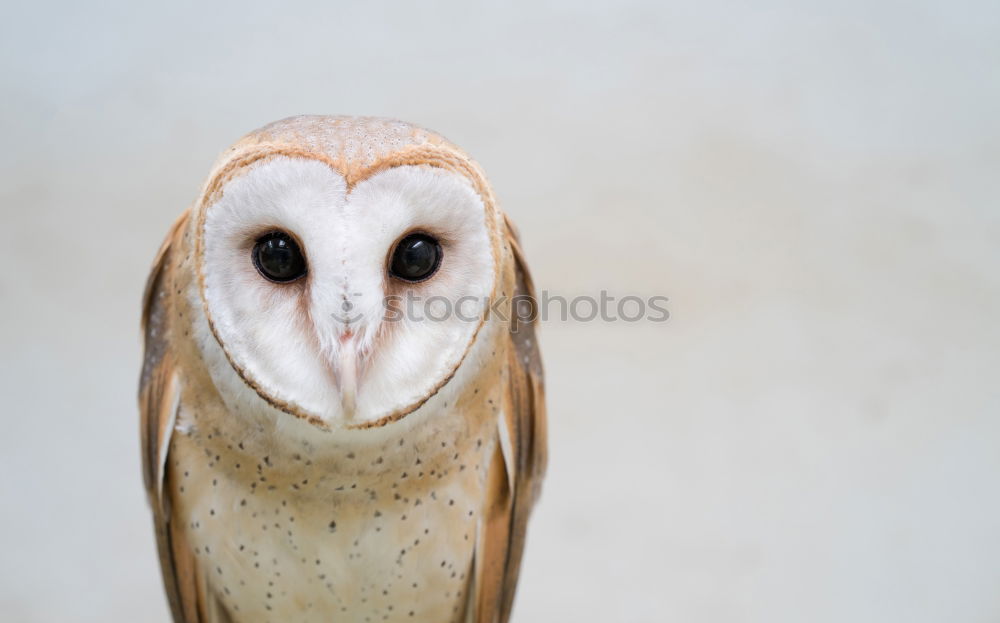 Similar – Image, Stock Photo Snowy owl face II