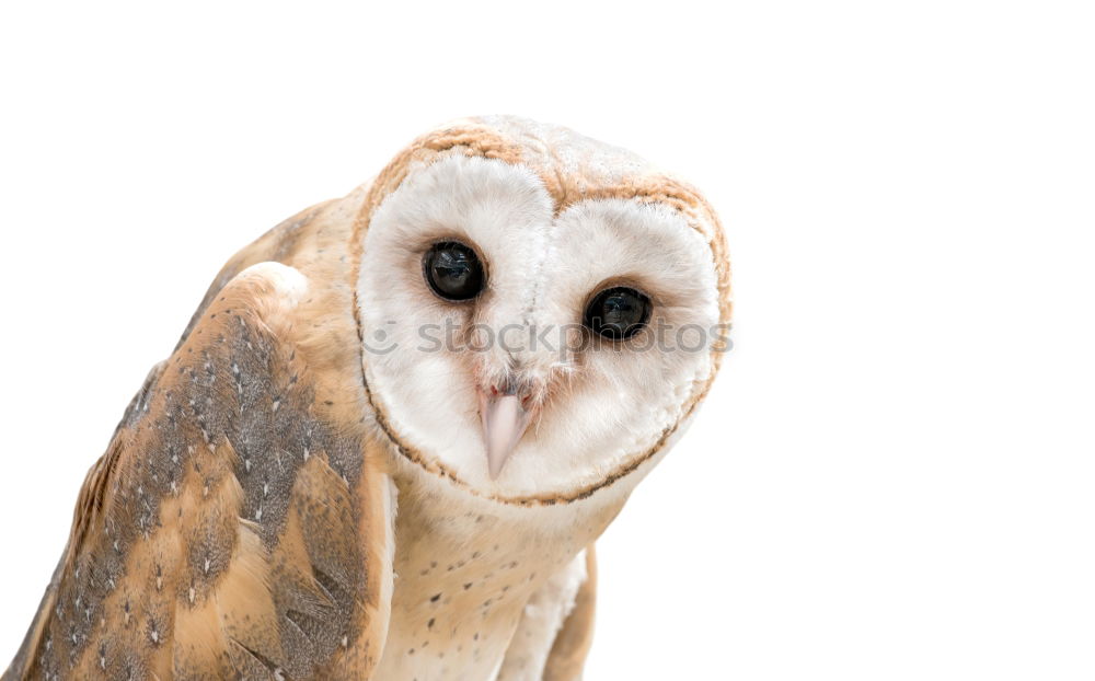 Similar – Image, Stock Photo Snowy owl face II