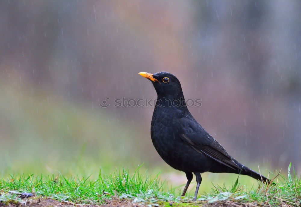 Similar – blackbird Blackbird Bird