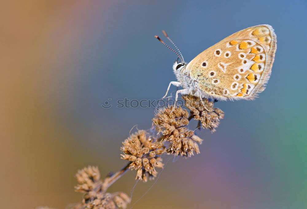 Similar – Image, Stock Photo foggy grey Nature Summer