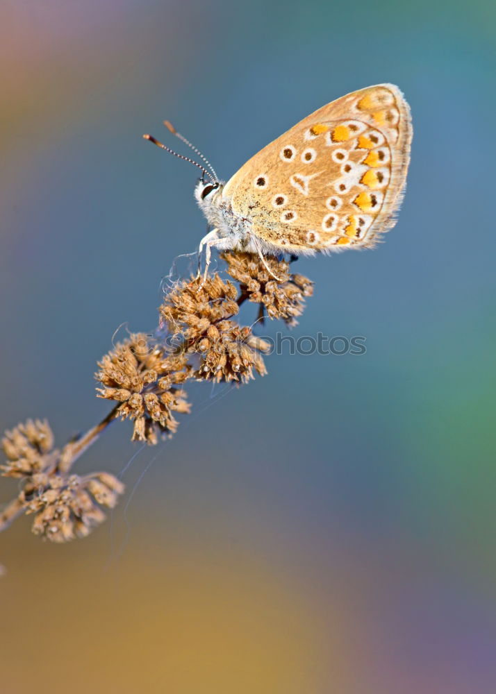 Similar – Image, Stock Photo foggy grey Nature Summer