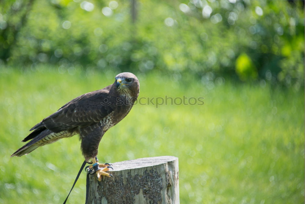 Similar – Image, Stock Photo landing approach