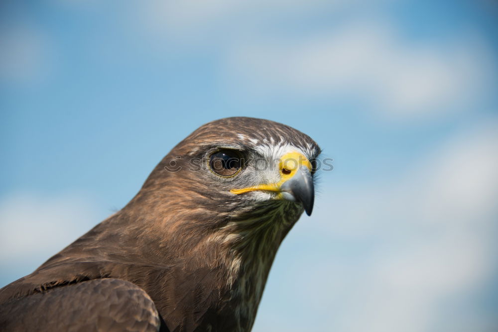 Similar – lucky blue Animal Bird