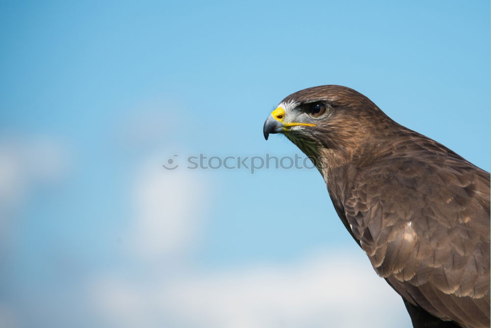 Similar – Black-faced Dipper Animal