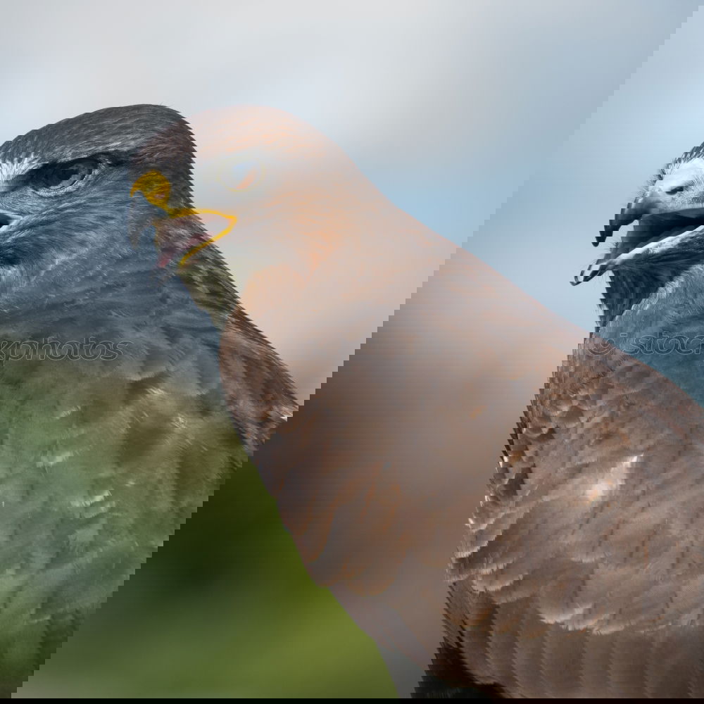 Similar – Image, Stock Photo Northern Goshawk
