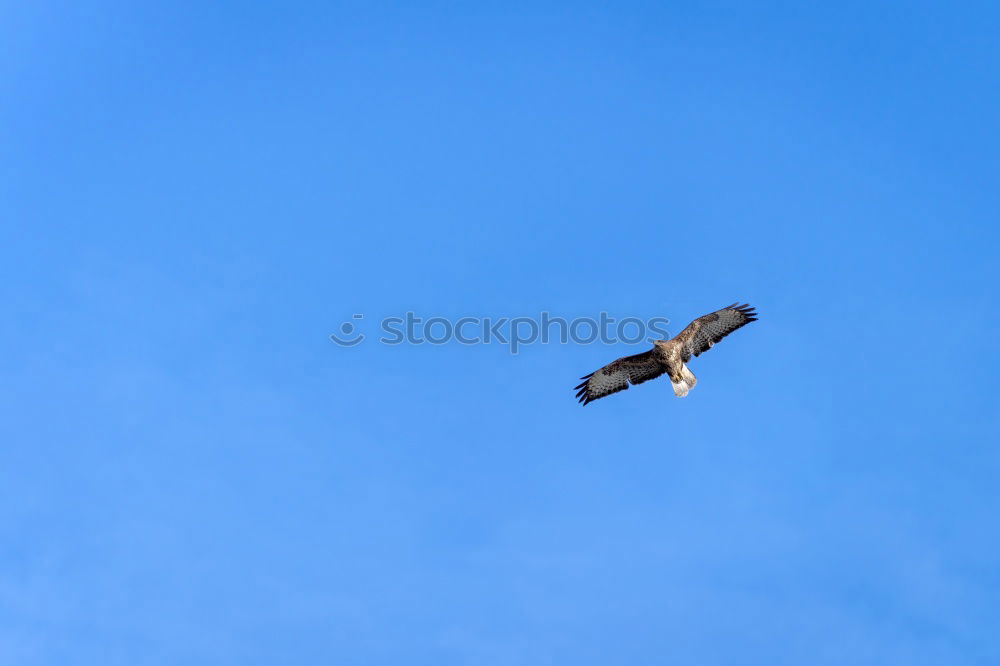 Similar – Biplane on blue/white