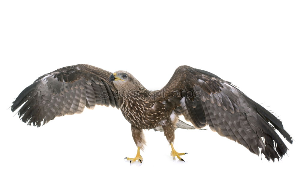 Similar – Adler Skulptur Tier Vogel