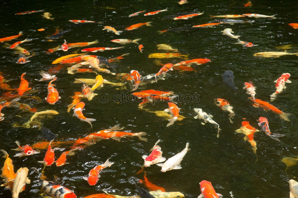 Similar – Image, Stock Photo koi Animal Fish Aquarium